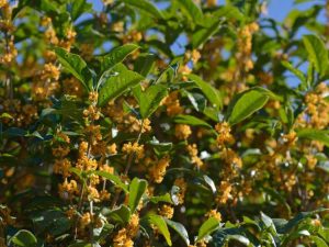 Lire la suite à propos de l’article Utilisations du buisson d'Osmanthus : culture et entretien des olives au thé parfumé