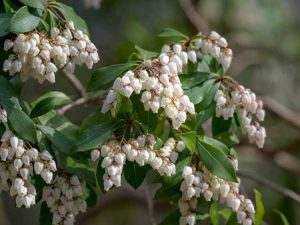 Lire la suite à propos de l’article Entretien et plantation de Pieris – Comment faire pousser des buissons d'Andromède japonais