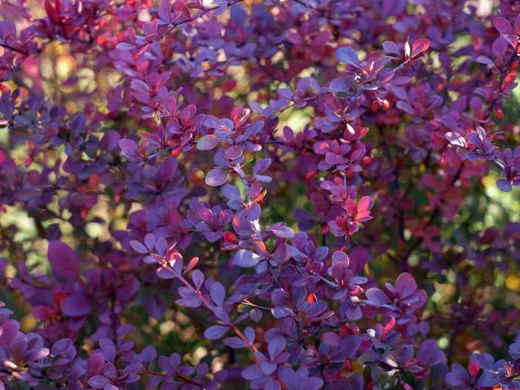 You are currently viewing Types d'arbustes à feuilles violettes