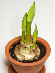 Lire la suite à propos de l’article Propagation des bulbes d'amaryllis : séparation des bulbes d'amaryllis et des compensations