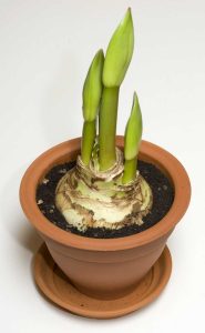 Lire la suite à propos de l’article Amaryllis forçant à l'intérieur : comment forcer les bulbes d'amaryllis dans le sol