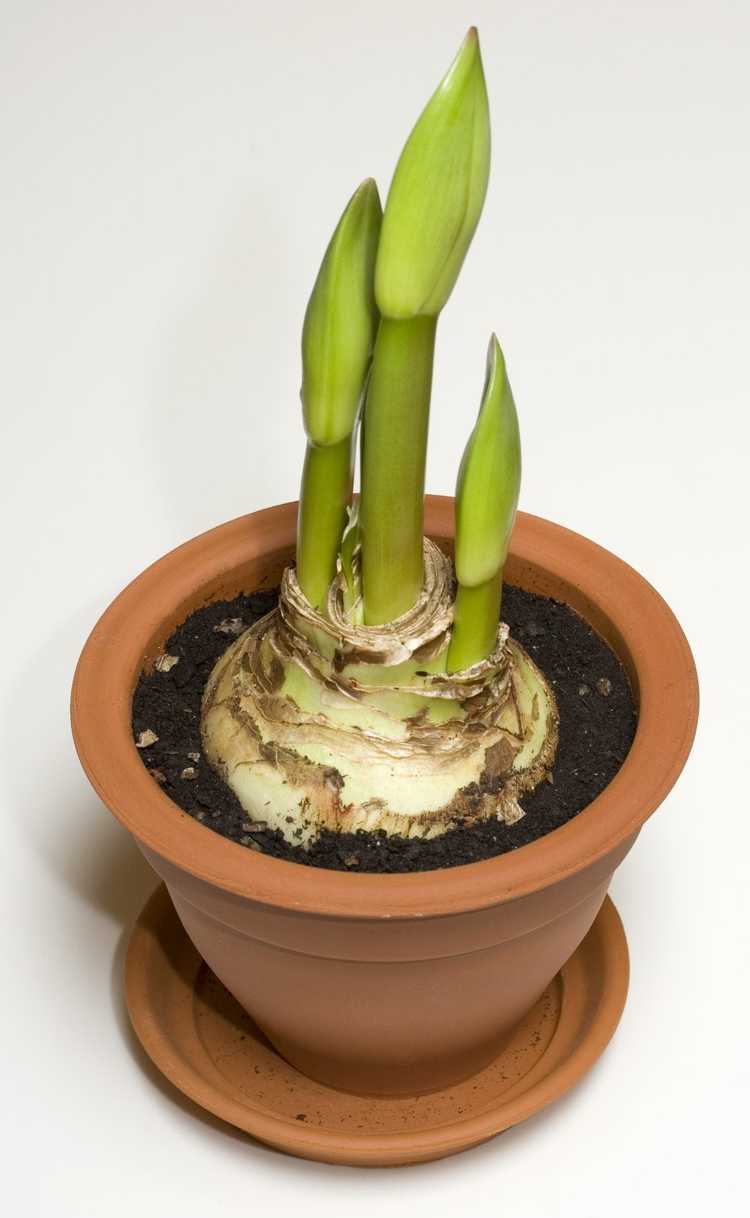 You are currently viewing Amaryllis forçant à l'intérieur : comment forcer les bulbes d'amaryllis dans le sol