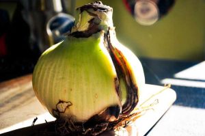 Lire la suite à propos de l’article Pourriture des bulbes d'amaryllis – Quelles sont les causes des bulbes d'amaryllis pourris