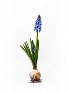 Lire la suite à propos de l’article Propagation du Muscari : En savoir plus sur la propagation des bulbes et des graines de jacinthe de raisin