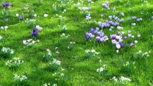 Lire la suite à propos de l’article Bulbes à fleurs dans l’herbe : comment et quand tondre les bulbes naturalisés