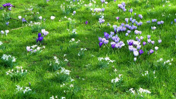 You are currently viewing Bulbes à fleurs dans l’herbe : comment et quand tondre les bulbes naturalisés