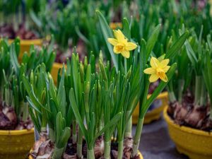 Lire la suite à propos de l’article Jardins de bulbes en pot : cultiver des bulbes à fleurs à l’intérieur