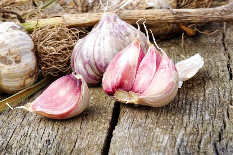 You are currently viewing Informations sur les plantes de l'étoile persane : Comment faire pousser des bulbes d'ail de l'étoile persane