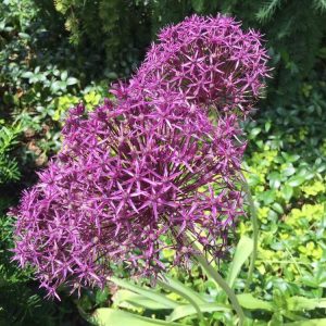 Lire la suite à propos de l’article Allium Post Bloom Care : prendre soin des bulbes d’Allium une fois la floraison terminée