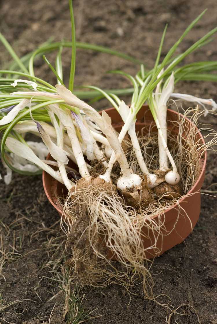 You are currently viewing Que sont les compensations de crocus : comment déterrer les bulbes de crocus pour la propagation