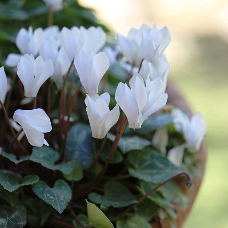 You are currently viewing Division des plantes de cyclamen : comment diviser les bulbes de cyclamen