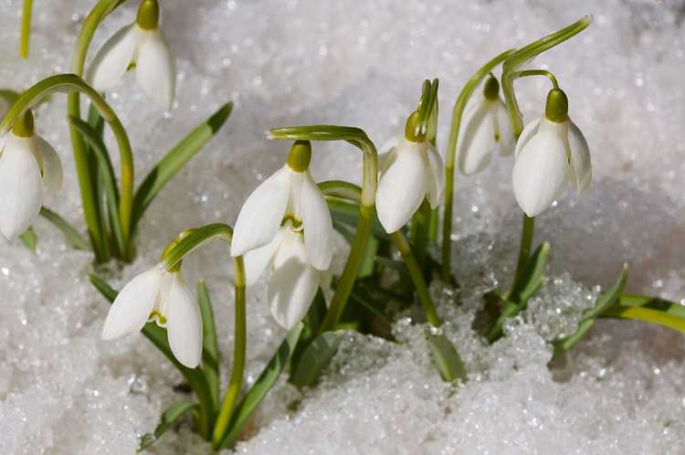 Lire la suite à propos de l’article Types de fleurs à floraison printanière