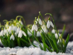 Lire la suite à propos de l’article Informations sur les perce-neige et quand planter des bulbes de fleurs de perce-neige