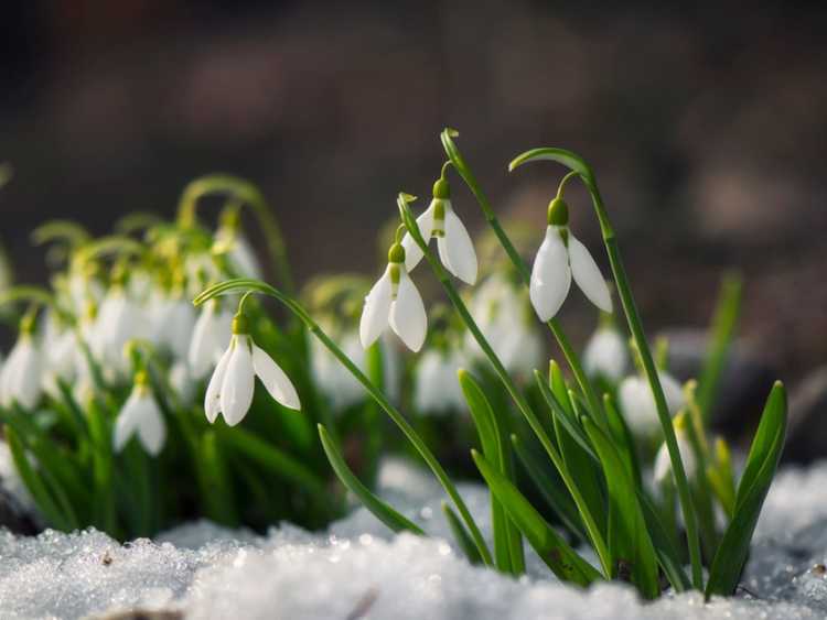 You are currently viewing Informations sur les perce-neige et quand planter des bulbes de fleurs de perce-neige