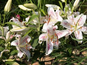 Lire la suite à propos de l’article Bulbes de jardin d’été – Quand planter des bulbes pour les fleurs d’été