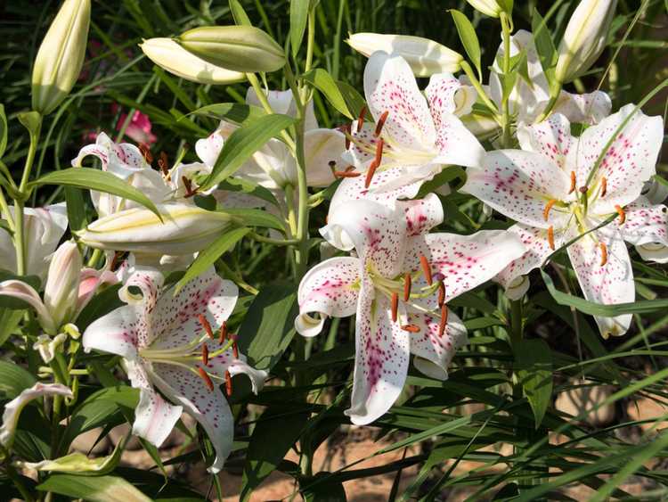 You are currently viewing Bulbes de jardin d’été – Quand planter des bulbes pour les fleurs d’été