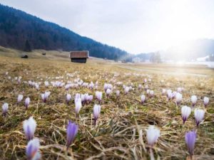 Lire la suite à propos de l’article Qu'est-ce que la naturalisation : comment naturaliser les bulbes de fleurs dans le paysage