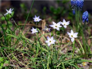 Lire la suite à propos de l’article Cultiver des bulbes de fleurs sauvages – Fleurs sauvages provenant de bulbes