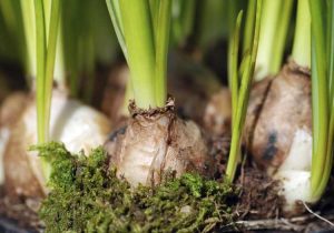 Lire la suite à propos de l’article Creuser des jacinthes de raisin : comment conserver les bulbes de jacinthes après la floraison