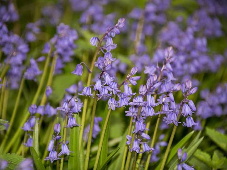 You are currently viewing Comment tuer les bulbes de Bluebell : informations pour se débarrasser des Bluebells