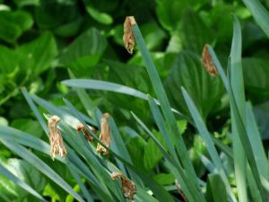 Lire la suite à propos de l’article Entretien après la floraison des fleurs de jonquilles : prendre soin des bulbes de jonquilles après la floraison