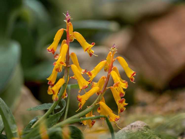 Lire la suite à propos de l’article Entretien des bulbes de Lachenalia – Comment planter des bulbes de Lachenalia