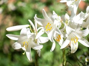 Lire la suite à propos de l’article Fleur de Lys Madonna : Comment prendre soin des bulbes de Lys Madonna