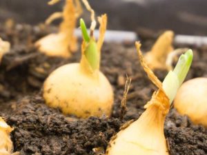 Lire la suite à propos de l’article Mon bulbe de plante fait surface : raisons pour lesquelles les bulbes sortent du sol