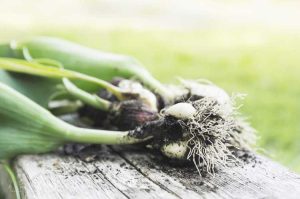 Lire la suite à propos de l’article Quand déterrer les tulipes : comment soigner les bulbes de tulipes pour les planter