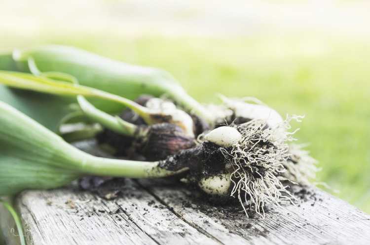 You are currently viewing Quand déterrer les tulipes : comment soigner les bulbes de tulipes pour les planter