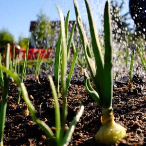 Lire la suite à propos de l’article Besoins en eau des oignons : comment irriguer les oignons dans votre lit de jardin