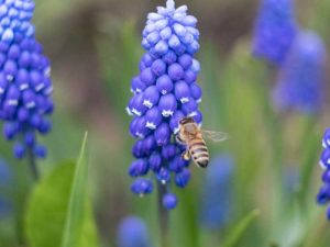 Lire la suite à propos de l’article De jolis bulbes de printemps pour les pollinisateurs