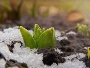 Lire la suite à propos de l’article Cycle de vie des ampoules en hiver : ce que font les ampoules pendant des mois sous la neige