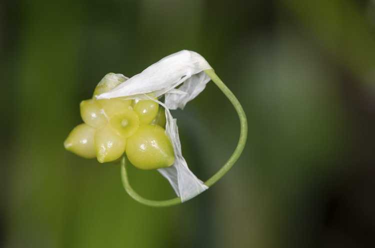 You are currently viewing Bulbilles de plantes d'ail: conseils pour faire pousser de l'ail à partir de bulbilles