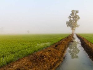 Lire la suite à propos de l’article À quoi servent les bermes : conseils pour utiliser les bermes dans le paysage