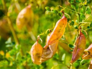 Lire la suite à propos de l’article Informations sur le séné de la vessie – Conseils pour faire pousser un buisson de séné de la vessie