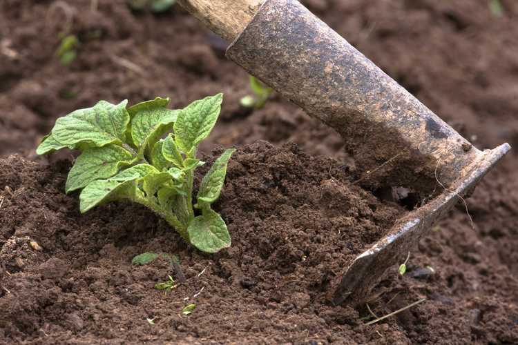 You are currently viewing Couvrir les plants de pommes de terre : comment faire grimper les plants de pommes de terre