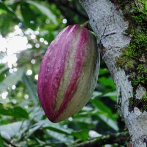 Lire la suite à propos de l’article Graines de cacaoyers : conseils pour cultiver des cacaoyers