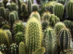 Lire la suite à propos de l’article Contrôle des nématodes à galles : conseils pour gérer les nématodes chez les cactus