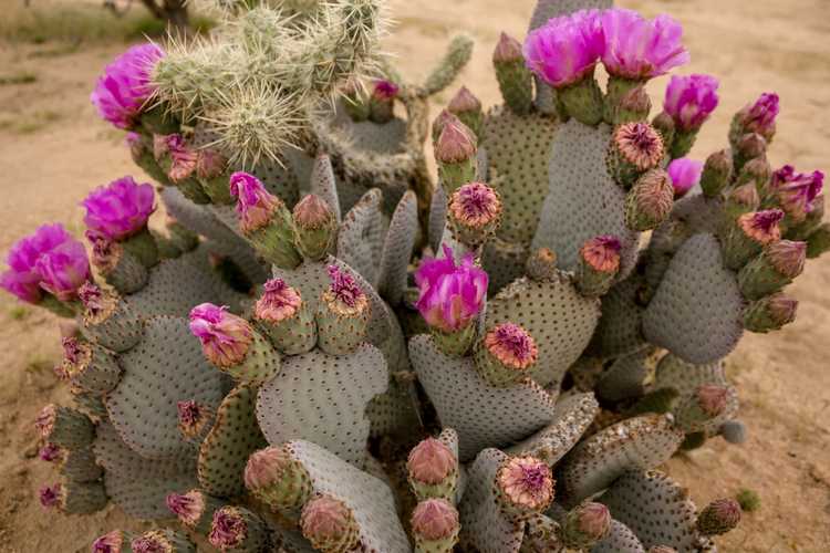 You are currently viewing Soins du cactus à queue de castor – Comment faire pousser un cactus à figue de Barbarie à queue de castor