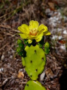 Lire la suite à propos de l’article Informations sur les figues de Barbarie tulipes : Guide de culture des figues de Barbarie à épines brunes