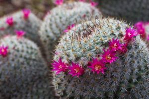 Lire la suite à propos de l’article Plantes de cactus roses: cultiver un cactus avec des fleurs ou de la chair roses