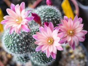 Lire la suite à propos de l’article Cactus pour les débutants : variétés de cactus faciles
