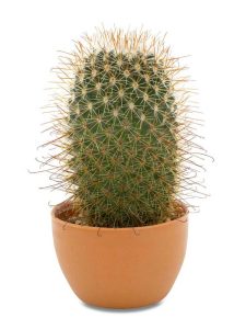 Lire la suite à propos de l’article Qu'est-ce qu'un pouce cactus – En savoir plus sur les soins du pouce cactus