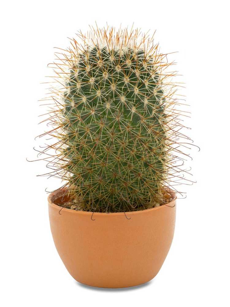 You are currently viewing Qu'est-ce qu'un pouce cactus – En savoir plus sur les soins du pouce cactus