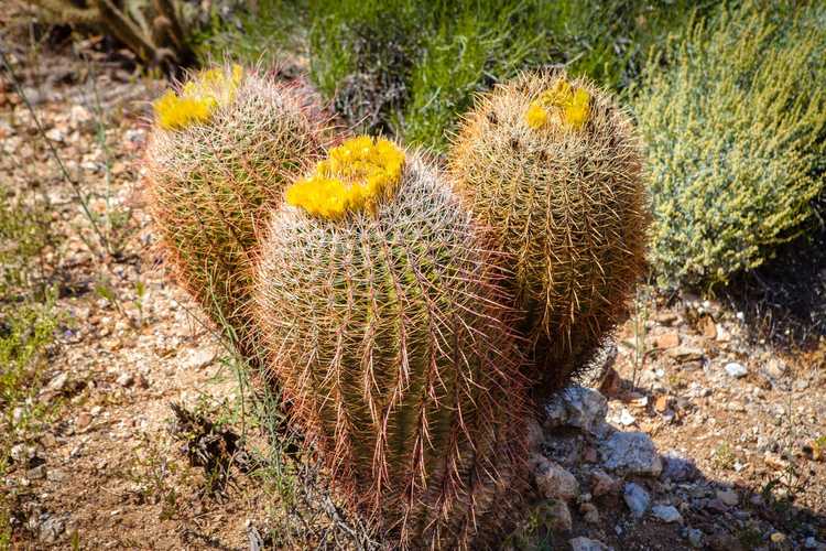 You are currently viewing Faits sur Compass Barrel Cactus – Informations sur les plantes de cactus Barrel de Californie