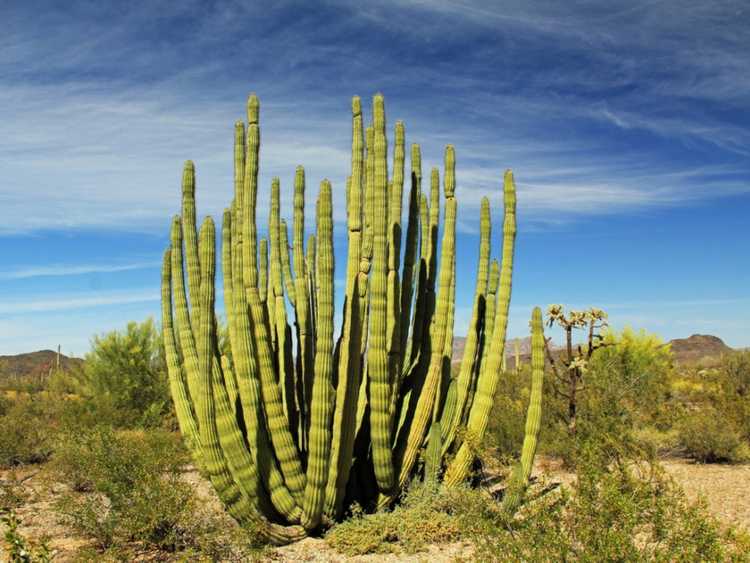 You are currently viewing Conseils sur la façon de cultiver des cactus à tuyaux d'orgue