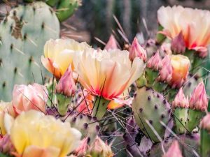 Lire la suite à propos de l’article Cactus résistants au froid : types de cactus pour les climats froids