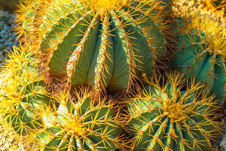 You are currently viewing Blue Barrel Cactus Care – Cultiver des plantes de cactus Blue Barrel