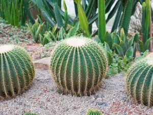 Lire la suite à propos de l’article Traitement de la pourriture pythienne des racines – Identification de la pourriture pythienne dans le cactus en fût